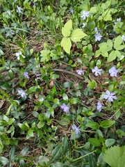 Vinca minor