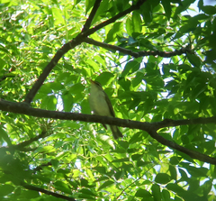 Phylloscopus examinandus