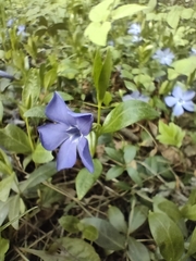 Vinca minor