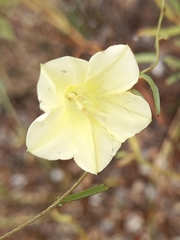 Xenostegia tridentata