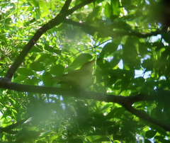 Phylloscopus examinandus