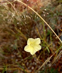 Xenostegia tridentata
