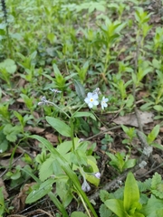 Myosotis sylvatica
