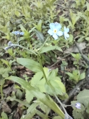 Myosotis sylvatica