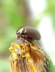 Chrysolina marginata