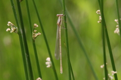Lestes vigilax