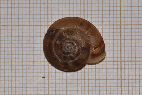 Lapidary Snail