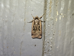 Parabagrotis formalis