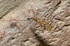 Ilisia maculata