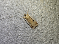 Parabagrotis formalis