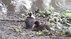 Anas platyrhynchos domesticus