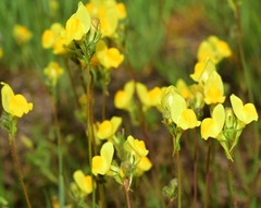 Linaria viscosa