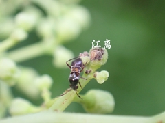 Pilophorus alstoni