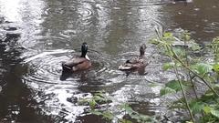 Anas platyrhynchos domesticus