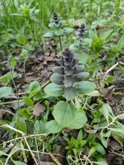 Ajuga reptans
