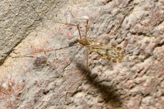 Ilisia maculata
