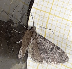Eupithecia indigata