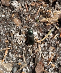 Selatosomus aeneus