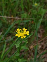 Erysimum virgatum