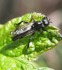 Bibio xanthopus