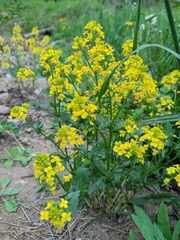 Barbarea vulgaris