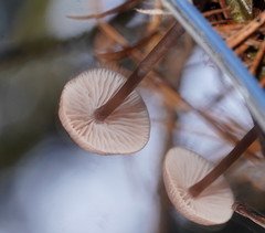 Mycena vinacea
