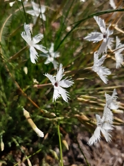 Dianthus lumnitzeri