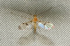 Macrocera phalerata