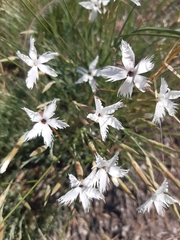 Dianthus lumnitzeri