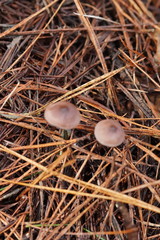 Mycena vinacea
