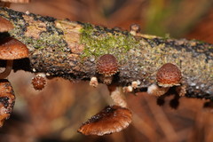 Psathyrella echinata