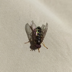 Lapposyrphus