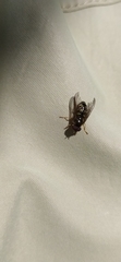 Lapposyrphus