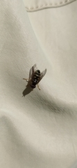 Lapposyrphus