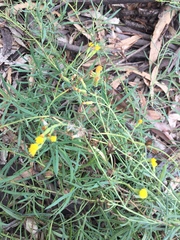 Senecio cunninghamii cunninghamii