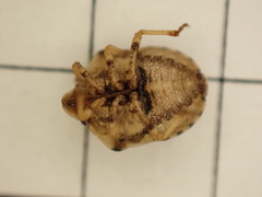 Derula flavoguttata
