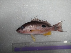 Lutjanus russellii