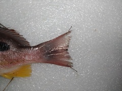Lutjanus russellii