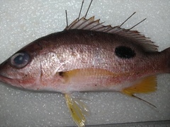 Lutjanus russellii
