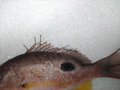 Lutjanus russellii