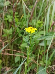 Erysimum virgatum