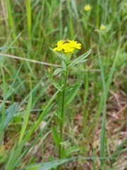 Erysimum virgatum