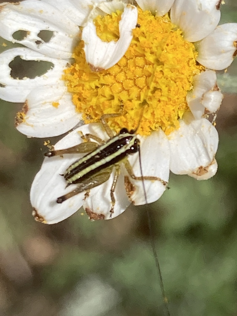 Striated Bush-cricket