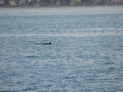 Delphininae