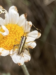 Pachytrachis striolatus