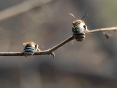 Pseudapis oxybeloides