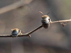 Pseudapis oxybeloides