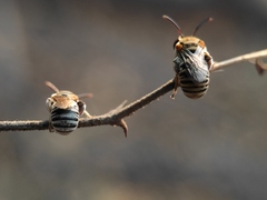 Pseudapis oxybeloides