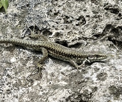 Podarcis muralis