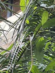 Spermestes cucullata